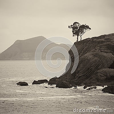 Trees rooted into edge of a cliff and the ocean Stock Photo