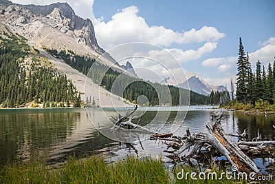 Trees and Roots. Elbow Lake, Peter Lougheed Provincial Park, Alberta Stock Photo