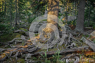 Trees roots on rocky soil Stock Photo