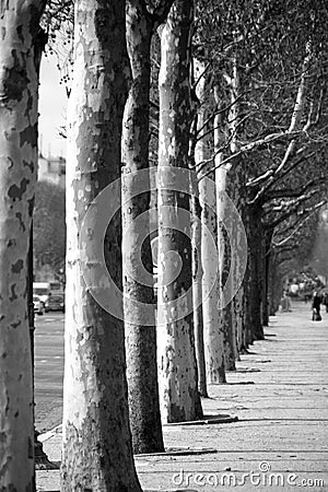 Trees in a row Stock Photo