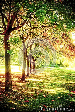 Trees in a row Stock Photo