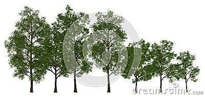 Trees in a row isolated on white 3d illustration Cartoon Illustration