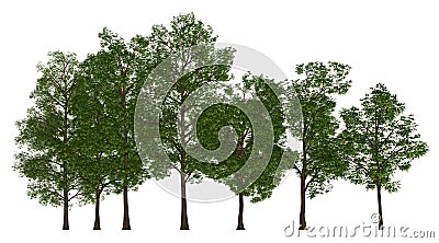 Trees in a row isolated on white 3d illustration Cartoon Illustration