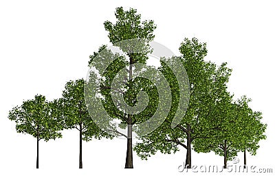 Trees in a row isolated on white 3d illustration Cartoon Illustration