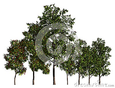 Trees in a row isolated on white 3d illustration Cartoon Illustration