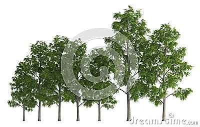 Trees in a row isolated on white 3d illustration Cartoon Illustration