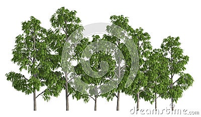 Trees in a row isolated on white 3d illustration Cartoon Illustration