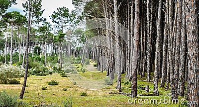 Trees sequential Stock Photo