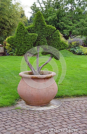 Star shaped topiary plant Stock Photo