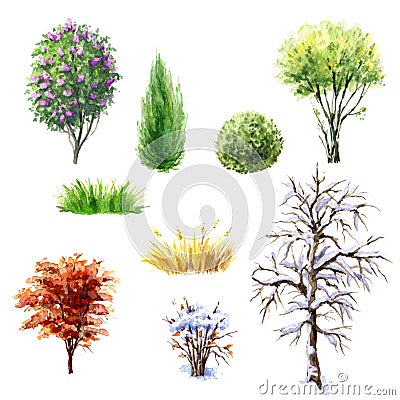 Trees and shrubs during different seasons Cartoon Illustration