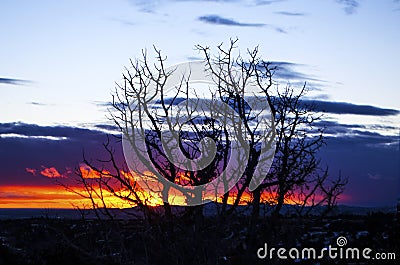 Trees silhouetted against a southwest sunset Stock Photo