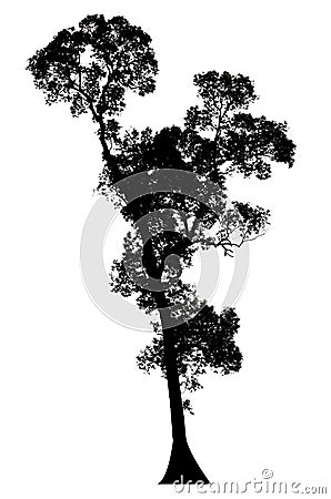 Trees silhouettes Stock Photo