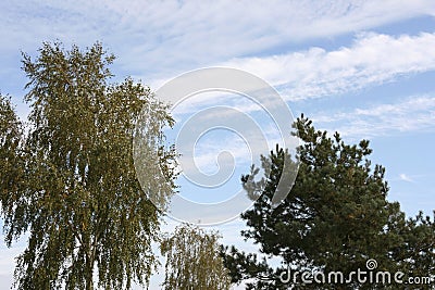 Trees and sky with clouds Stock Photo