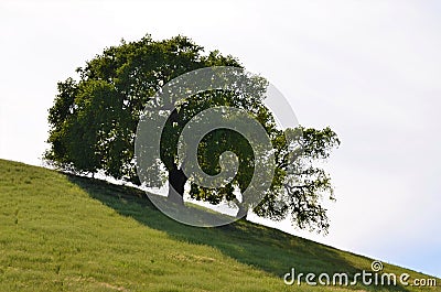 Trees on slope Stock Photo