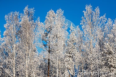 trees in the snow against the sky, South Ural Stock Photo