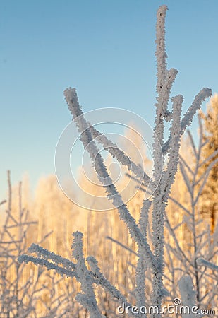 trees in the snow against the sky, South Ural Stock Photo