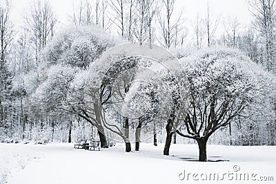 Trees in the snow in the park. Winter landscape, Stock Photo