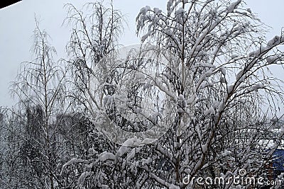 Trees in the snow. winter. snow Stock Photo