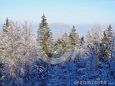 trees with snow in the winter times Stock Photo