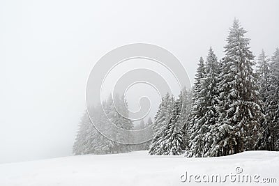 Trees during snowfall in winter Stock Photo