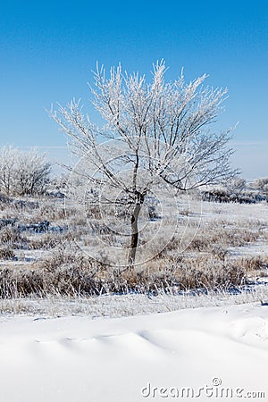 Trees on snowfield Stock Photo