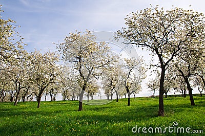 Trees on the Spring Meadow Stock Photo