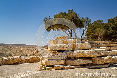 Trees on a stones, Ben Gurion national park in the Negev desert, Israel Stock Photo