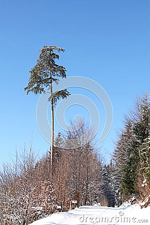Trees on sunny winter day Stock Photo