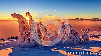 Trees during sunset in the Alps, Austria Stock Photo