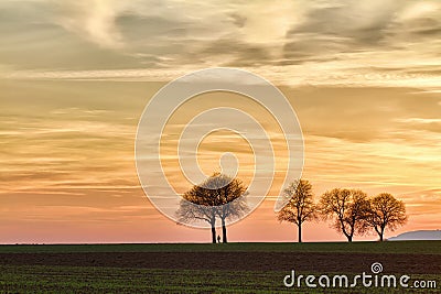 Trees at sunset with walker, Pfalz, Germany Stock Photo