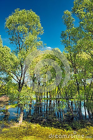 Trees in the swamp near Narew river, Poland Stock Photo