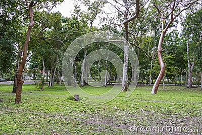 Trees in the Tajin Archaeological Zone in Papantla, Veracruz, Mexico Stock Photo