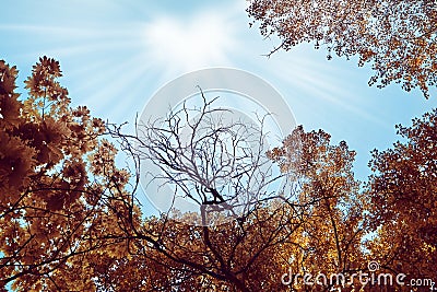 Trees with thick orange leaves, in the sky the sun in the form of a heart, sunlight rays. Tree branches without leaves. The Stock Photo