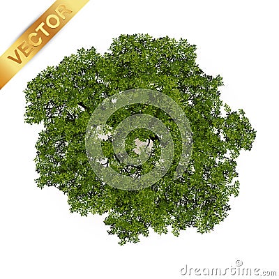 Trees top view for landscape vector illustration. Vector Illustration