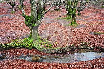 Trees with twisted green tree roots and moss Stock Photo
