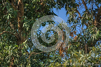 Trees under a blue sky Stock Photo