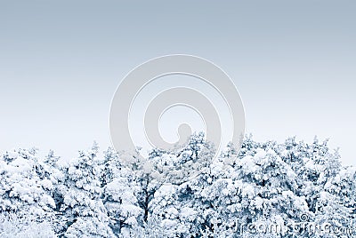 Trees under heavy snow Stock Photo