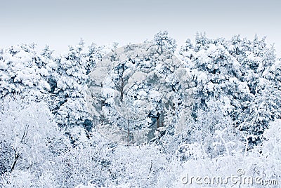 Trees under heavy snow Stock Photo