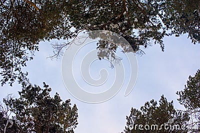 Trees upwards to sky. Sunlight on trunks of trees. frame in form of heart Stock Photo