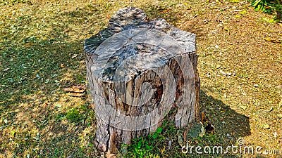 The trees that were cut down looked brittle and rotten Stock Photo