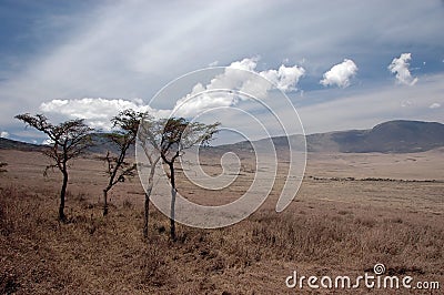 Trees in the Wilderness Stock Photo