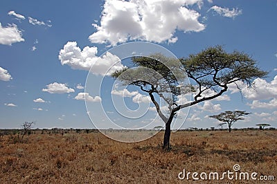 Trees in the Wilderness Stock Photo