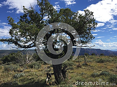 Trees on Wilson mountain Stock Photo