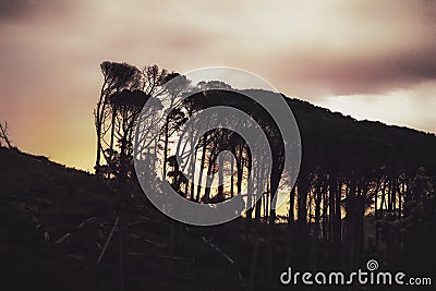 Trees wind blown and facing a slope Stock Photo