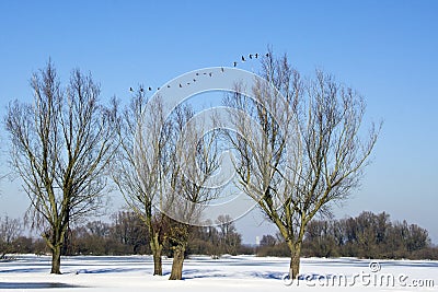 Trees in winter with geese Stock Photo