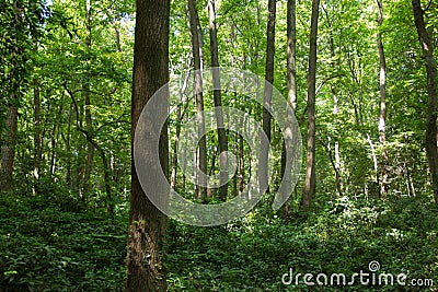 Trees in the woods Stock Photo