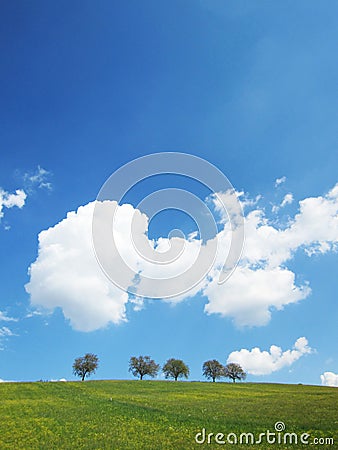 Trees with blue sky (29) Stock Photo