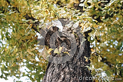 Trees with yelllow leafs Stock Photo