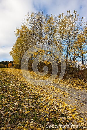 Trees in yellow Stock Photo