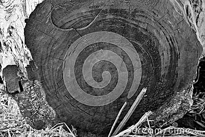 Treestump patterns in black and white Stock Photo